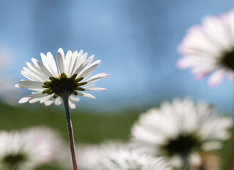 Common daisy from below against blue sky and soft bokeh © Vjom