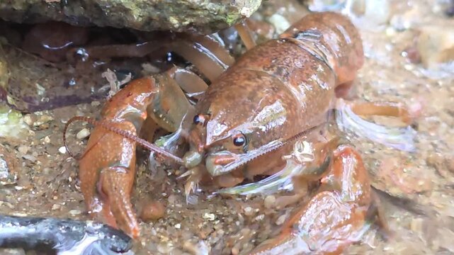 

Macro Shot of a Crayfish in the Wild Water Environment # 023

