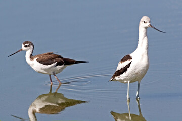 Fototapeta premium American Avocet, Recurvirostra americana, and a Black-necked Stilt, Himantopus mexicanus