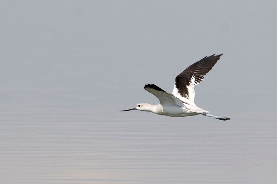 American Avocet, Recurvirostra americana, in flight over water