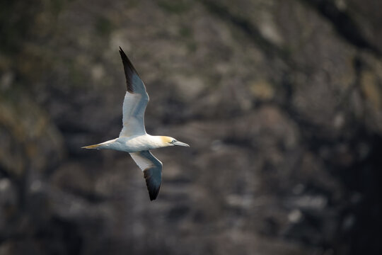 View of a Northern Gannet in flight with wings spread against the dark rocky cliffs of Hirta, Scotland, United Kingdom.