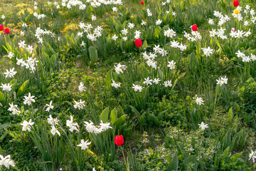 Spring flower meadow with white daffodils and red tulips in green grass. sity Prostejov, město Prostějov, Olomoucký kraj, Olomouc Region, ČR, Česko, Moravia, Czechia, Europe, ulice Újezd   © Professional Art