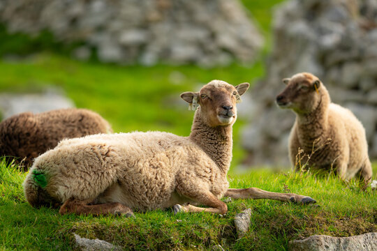 View of Soay sheep resting on a lush green hillside with historic stone structures in the background on Hirta, Scotland, United Kingdom.