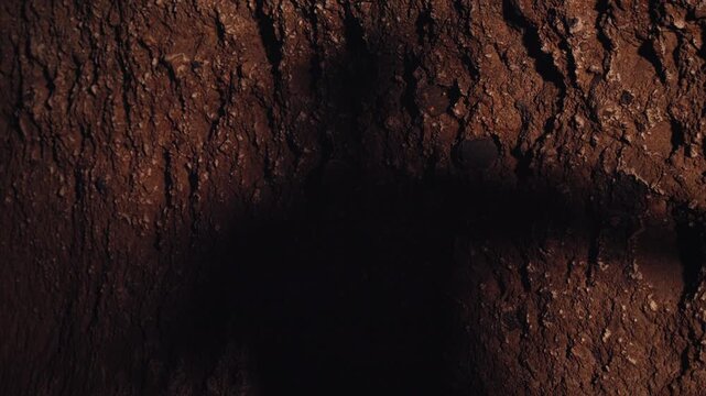 Abstract Horror Background of a Shadow on Tree Bark