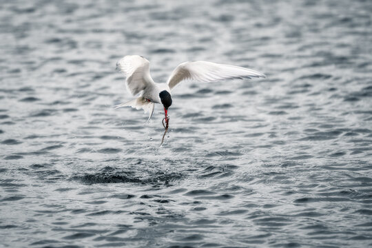View of an Arctic tern catching a fish from the water surface with wings spread and water splashing Djupavik, Arneshreppur, Iceland.