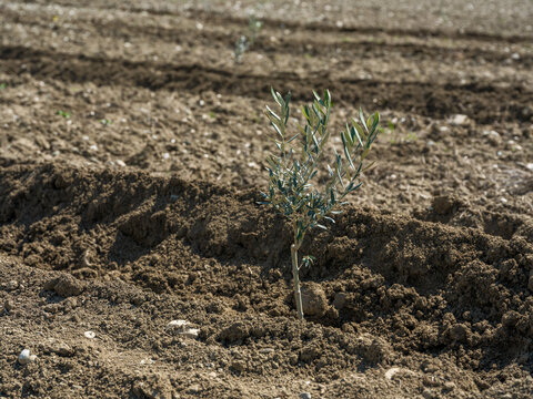 Young olive sapling planted in a furrowed soil field. Close up of a small olive tree with yellow tag in a new plantation under a blue sky in Georgia.