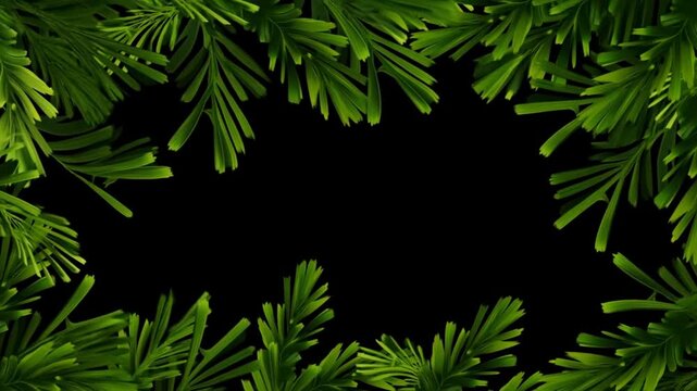 Static shot of evergreen pine branches framing central black background with subtle swaying motion studio backdrop closeup