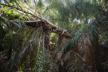 Obraz premium Strangler Fig Tree Wrapped Around Host Palm in Bolivian Amazon Rainforest