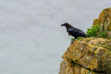 Obraz premium Raven on a rock