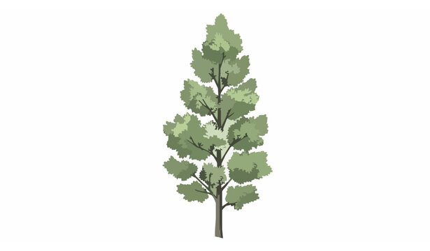 Hand drawn poplar tree vector sketch with narrow silhouette botanical illustration for eco and landscape design