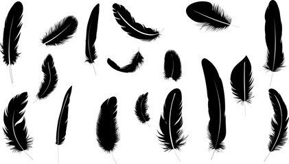 feather silhouette from different angles, vector © zolotons