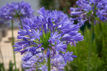 Obraz premium Blue agapanthus flowers in bloom, macro of African lily ornamental garden plant