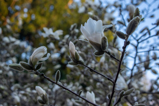 Star Magnolia stellata early spring flowering shrub, flowers with bright white tepals on branches in bloom