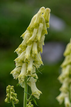 Aconitum lycoctonum wolfs bane flowering plant, group of green yellow flowers in bloom, in slovenian mountains