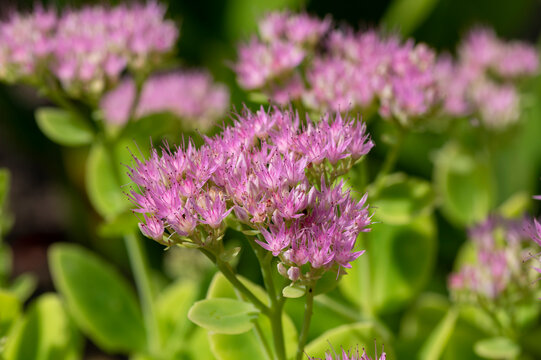 Hylotelephium sedum spectabile autumnal purple flowering ornamental plant, beautiful autumn joy stonecrop flowers in bloom