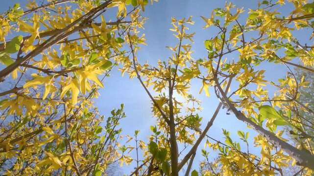 Ground view of blooming Forsythia (Yellow Bells) branches. Vibrant yellow flowers are backlit by bright spring sun, creating beautiful starburst effect and natural lens flare against clear blue sky