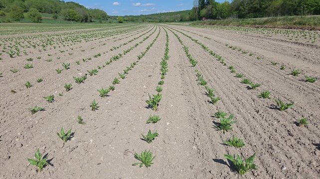 Plants de betterave fra&icirc;chement mis en terre dans un champ agricole, au c&oelig;ur d&rsquo;un paysage rural, illustrant les techniques de culture agricole.