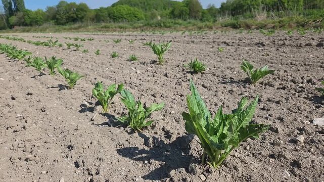 Plants de betterave fra&icirc;chement mis en terre dans un champ agricole, au c&oelig;ur d&rsquo;un paysage rural, illustrant les techniques de culture agricole.