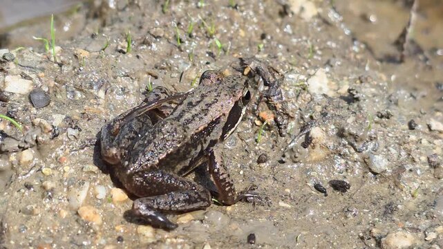 

Juvenile Dybowski's frog in South Korea: Detailed skin texture and patterns #001

