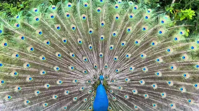  Vibrant Male Peacock Displaying Full Ocellated Plumage