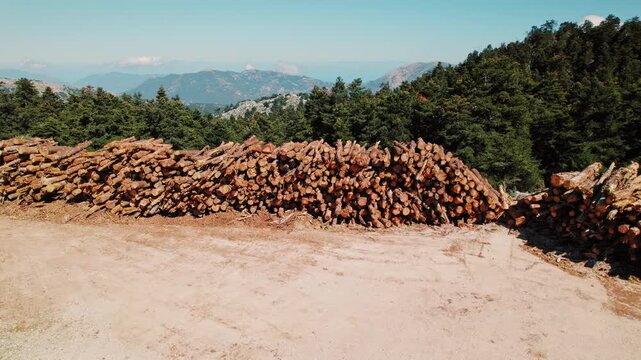 Stacked logs at coniferous forest edge in mountains under clear summer sky