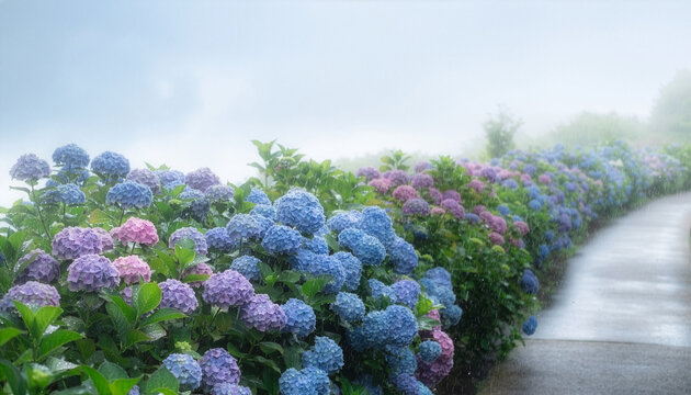 紫陽花の小道と梅雨の風景2.jpg