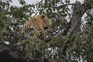 Naklejka premium Leopard Resting in Tree Among Green Foliage, Alert Posture, South Africa