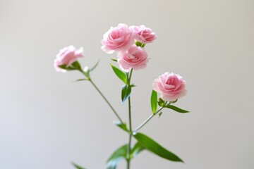 Fototapeta premium Pink Flowers With Green Leaves Showcase Beauty in a Simple Setting