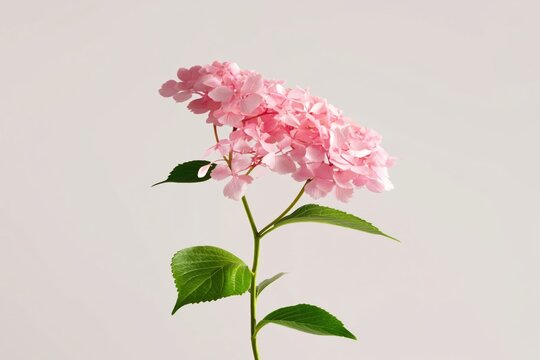Pink Flower Stands Tall Against a Light Background With Leaves Around It in Bright Light