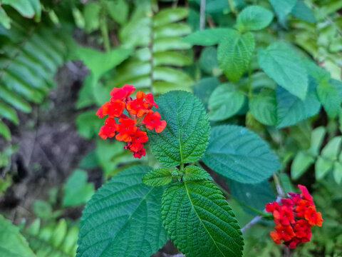 Vibrant red blooms burst from lush green foliage. Leaves have textured surfaces, showing natural depth. Bright colors contrast gently against soft, blurred background