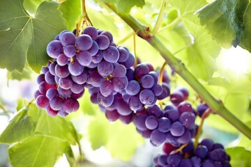 Naklejka premium Fresh Grapes Grow on a Vine Under Sunlight in a Vineyard on a Warm Summer Day