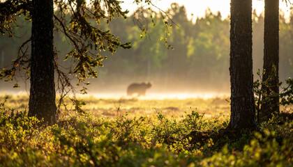 Fototapeta premium Majestic bear in a tranquil forest clearing with morning sunlight