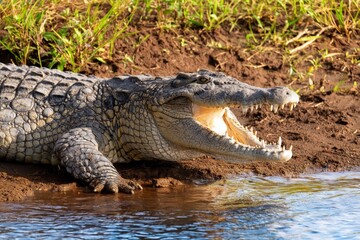 Fototapeta premium Large Crocodile Opens Mouth Near Water at a Riverbank in the Wild