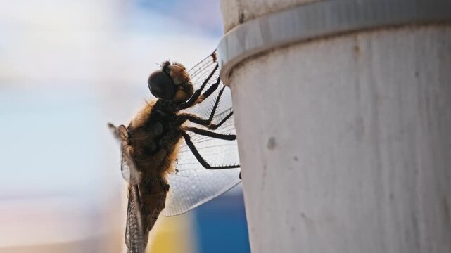Low-angle macro view shows a dragonfly perched securely on a white pipe structure. The delicate transparent wings contrast against a bright out-of-focus blue sky background with bokeh.