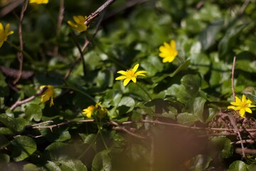 Obraz premium Bright yellow flowers, possibly a lesser celandine (Ficaria verna), stands out against a rich green background. The flower displays bright yellow petals, contrasting with the dark green, glossy leaves