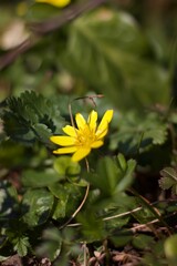 Fototapeta premium A single yellow flower, possibly a lesser celandine (Ficaria verna), stands out against a rich green background. The flower displays bright yellow petals, contrasting with the dark green, glossy grass