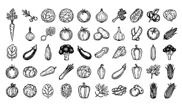Vintage vegetable engraving set hand drawn black and white vector retro food illustration collection
