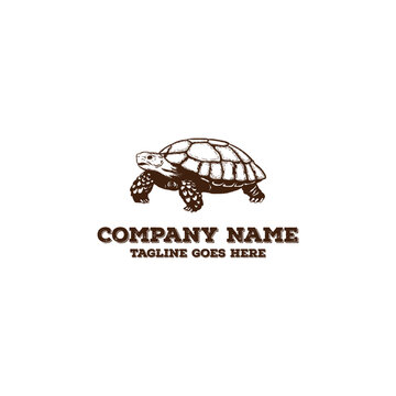 Vintage Turtle Tortoise Logo Vector Illustration