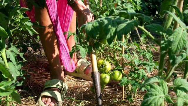 A woman uses a hoe to loosen and mound soil around tomato plants in a rural vegetable garden. She carefully works the earth around the stems, tending the crop in a calm summer farming scene. 