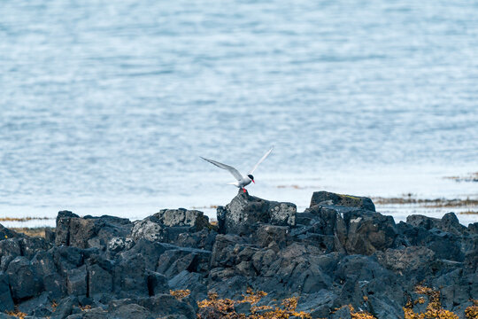 View of an Arctic Tern with wings spread perched on dark volcanic rocks by the sea in Djupivogur, Mulathing, Iceland.