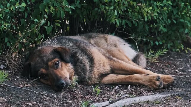 A large shaggy stray dog lies heavily on the ground surrounded by green foliage. The natural lighting accentuates the texture of its coat and the exhaustion inherent in street survival.