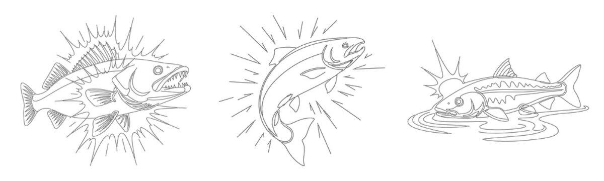 Continuous line drawing of walleye salmon and trout fish set isolated on white background for river fishing tour sporting adventure.