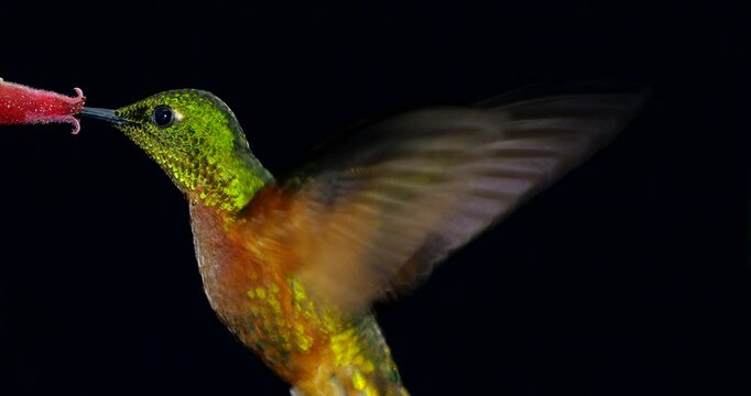 Chestnut-breasted Coronet (Boissonneaura matthewsii) Hummingbird. Black background. Drinking nectar from a flower in montane rainforest on the Amazonian slopes of the Andes near Cosanga, Ecuador