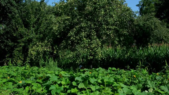 A rural vegetable garden near a forest edge with pumpkins and squash growing across the soil. Yellow blossoms are beginning to appear, showing early growth in a calm countryside farming landscape. 