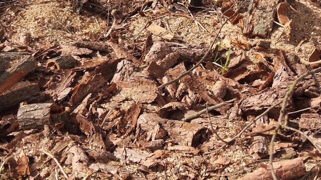 pine dry tree bark and waste