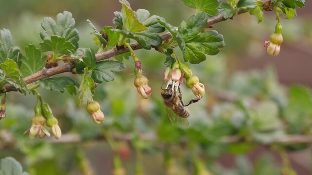 Gooseberry Blossom. Bee On Gooseberry Flowers. 