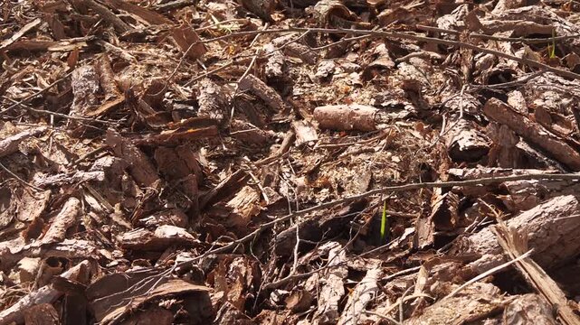 pine dry tree bark and waste