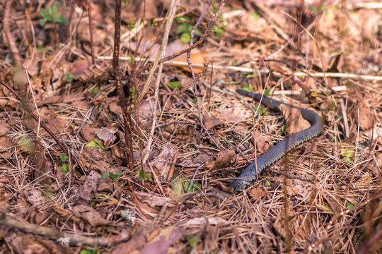 Grass snake on the ground in the forest. Nature background.