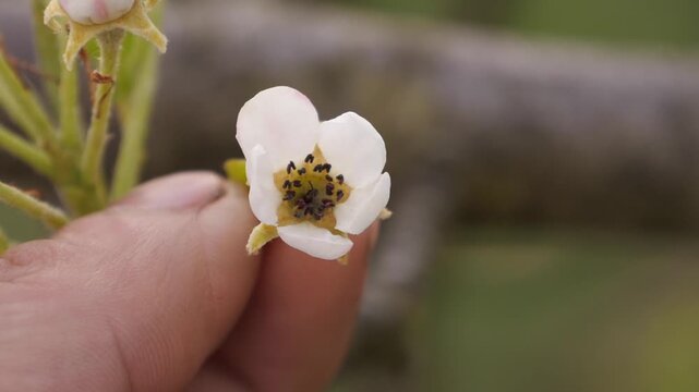 Frozen fruit tree blossom. Dead fruit tree blossom