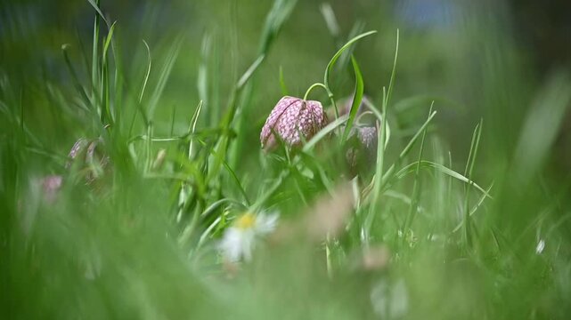 Close-up macro footage of a Snake's Head Fritillary (Fritillaria meleagris) Wild Tulip flower swaying gently in the wind on a bright sunny day